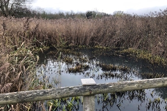 Open water at Low Barns reed bed boardwalk