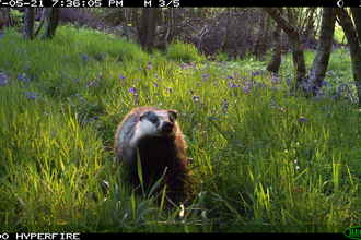 Badger in bluebells trail cam