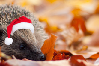 Hedgehog in christmas hat 
