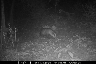 Badger pictured on trail camera