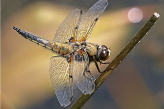 Four spotted chaser Dragonfly  on a branch