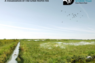 Visualisation of great north fen with stream running alongside wetland