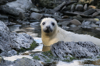 Seal pup, Calf of Man (c) Lara Howe